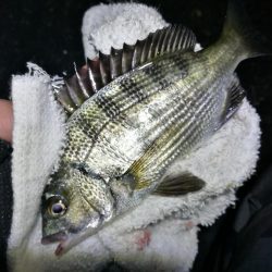 南港フェリーヘチ釣り （キビレ35cm、30cm 小真チヌ 釣果有り）