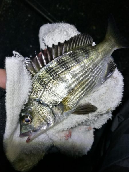 南港フェリーヘチ釣り （キビレ35cm、30cm 小真チヌ 釣果有り）