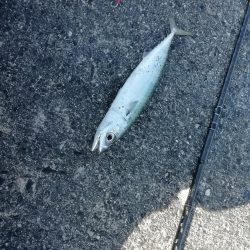 ライトショアジギング