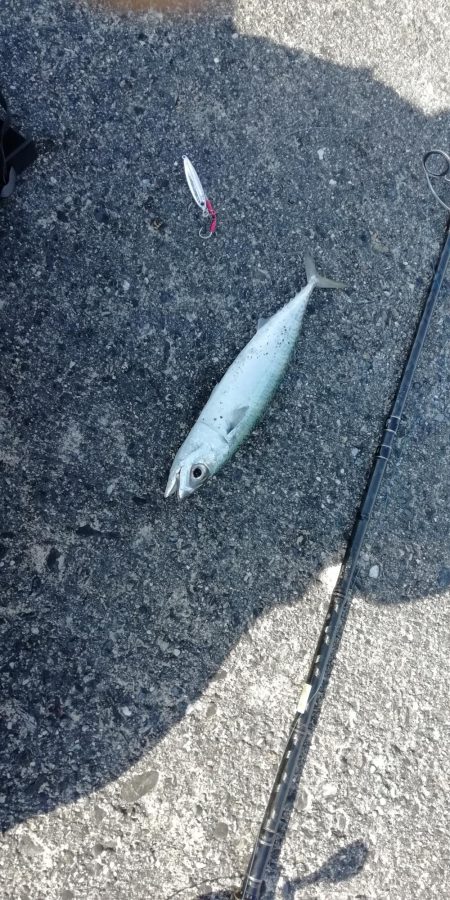 ライトショアジギング