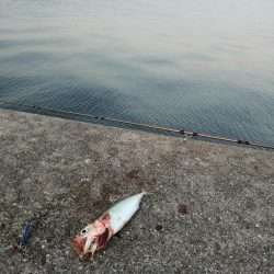 タチウオ　サゴシ狙い