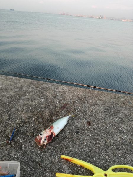 タチウオ　サゴシ狙い