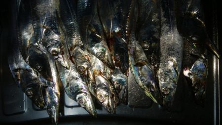 ワインド好調！