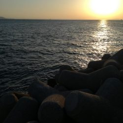 タチウオしぶい