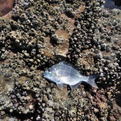 イサキ33cm・・アオリイカ一杯・・