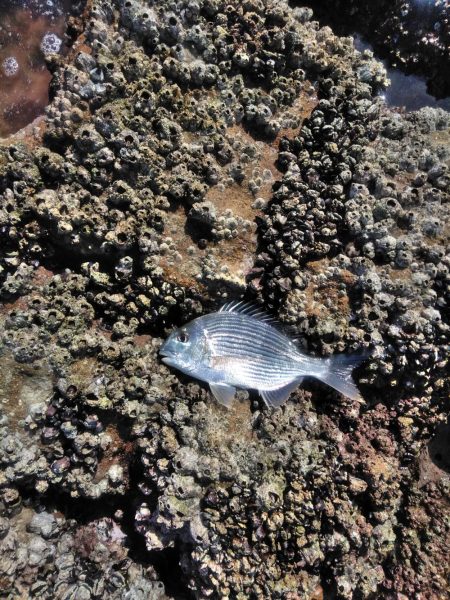 イサキ33cm・・アオリイカ一杯・・