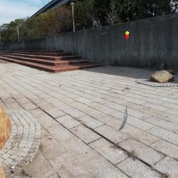 サヨリ食べたくて‼️