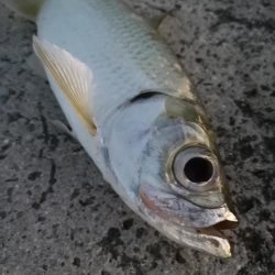 夕マズメの港ワームでヒット