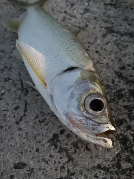 夕マズメの港ワームでヒット