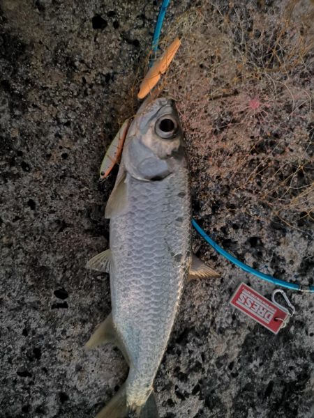 朝マズメの短時間勝負、ターポン