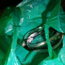 南港カモメ大橋 釣行 （渋かったタチウオ釣り、F3～F3.5 釣果）