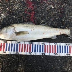 某堤防ノマセクラブメジロ祭り3