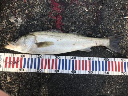 某堤防ノマセクラブメジロ祭り3