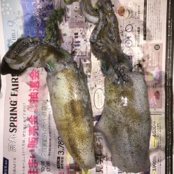 日曜日に続きアオリイカゲット!