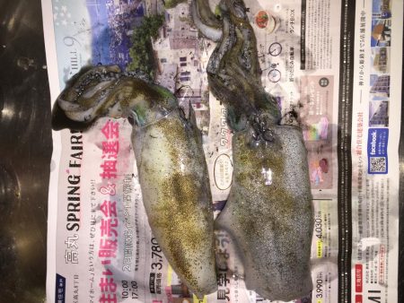 日曜日に続きアオリイカゲット!