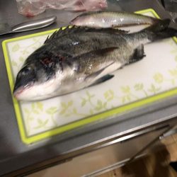 沙美西海水浴場　チヌ釣れた