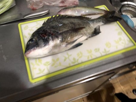 沙美西海水浴場　チヌ釣れた