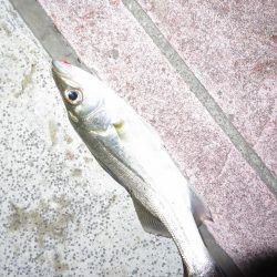 久しぶりの旧江戸川!