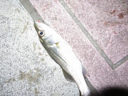 久しぶりの旧江戸川!