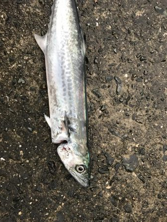 サゴシだけでした