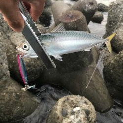 まずまずのサゴシ