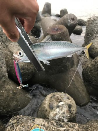 まずまずのサゴシ