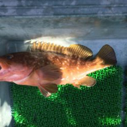 大阪湾オフショア釣果