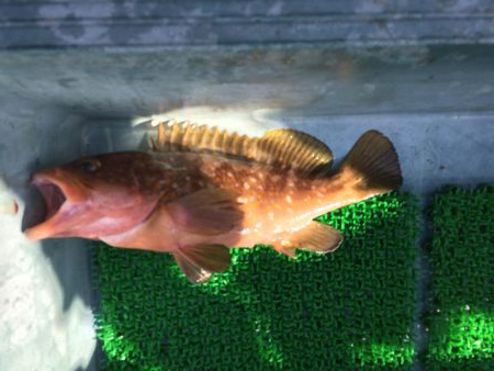 大阪湾オフショア釣果