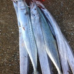 タチウオらん舞