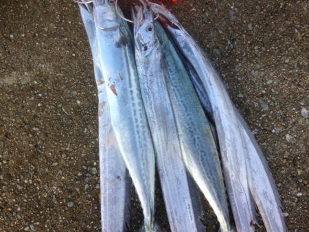 タチウオらん舞