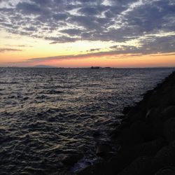 ツバス？ハマチ？