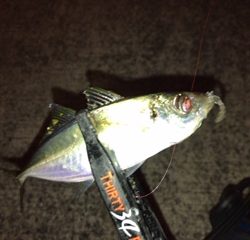 神戸湾奥　ワイワイアジング