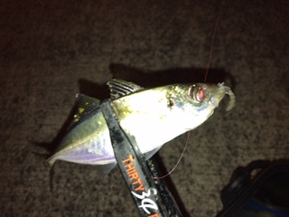 神戸湾奥　ワイワイアジング