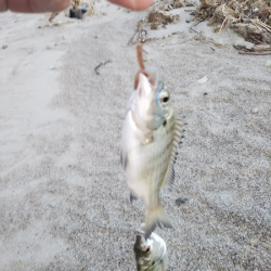 キス、のちハゼ