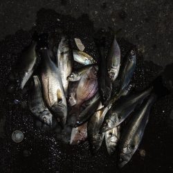 ハネ狙ったがセイゴばかり