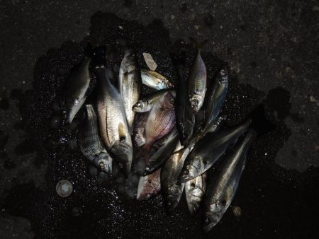 ハネ狙ったがセイゴばかり