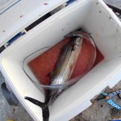 やっとタチウオ釣れました。　