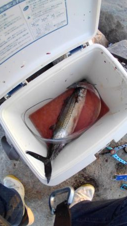 やっとタチウオ釣れました。　