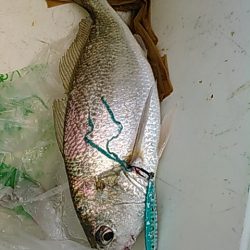 ライトショアジギング