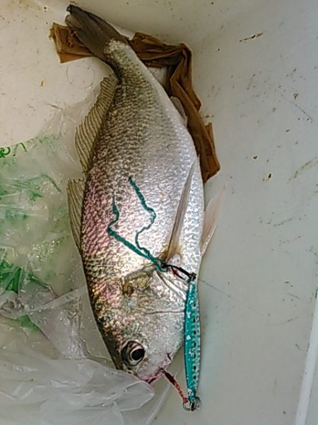 ライトショアジギング