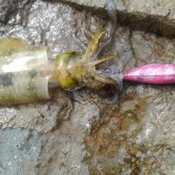 台風後のデイエギング