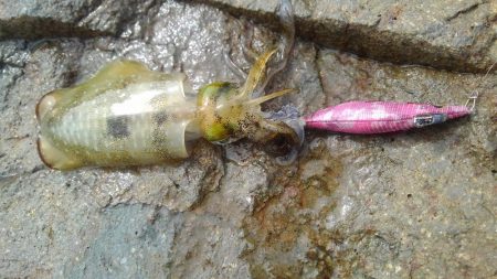 台風後のデイエギング