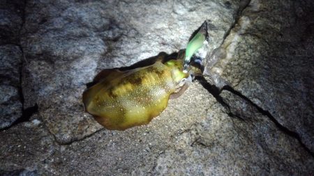 まだまだ渋い( ´-ω-)