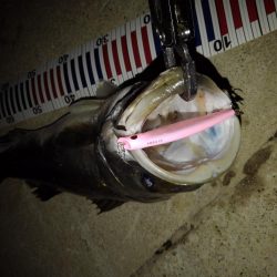 リバーシーバス