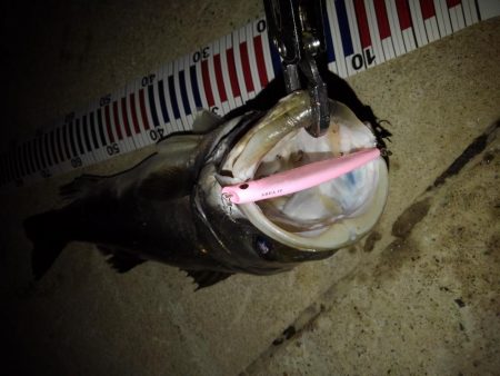 リバーシーバス