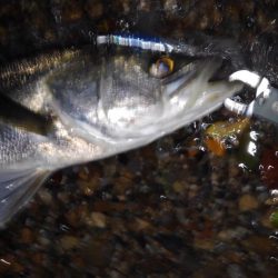 リバーシーバス