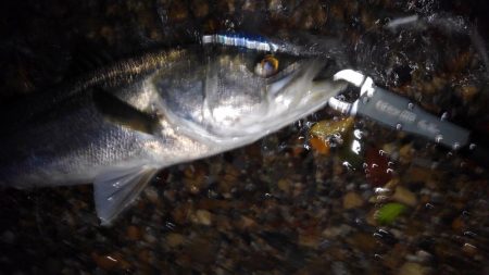 リバーシーバス