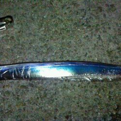 青物狙いのはずが