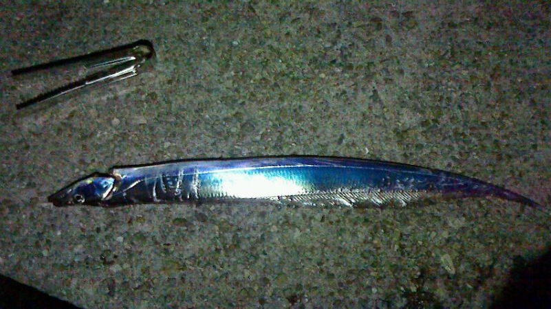 青物狙いのはずが