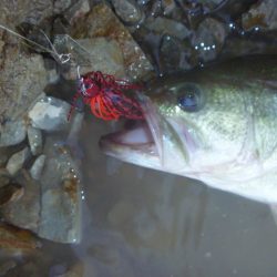 チャターベイトで